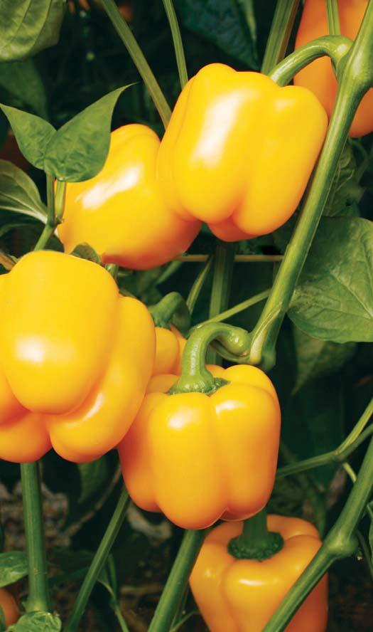 Peppers Yellow Peppers Blocky Peppers Sunshine Fruit shape: Blocky Yellow blocky pepper for growing in greenhouses or in net-houses. Plant with medium short internodes and quite open plant habit.