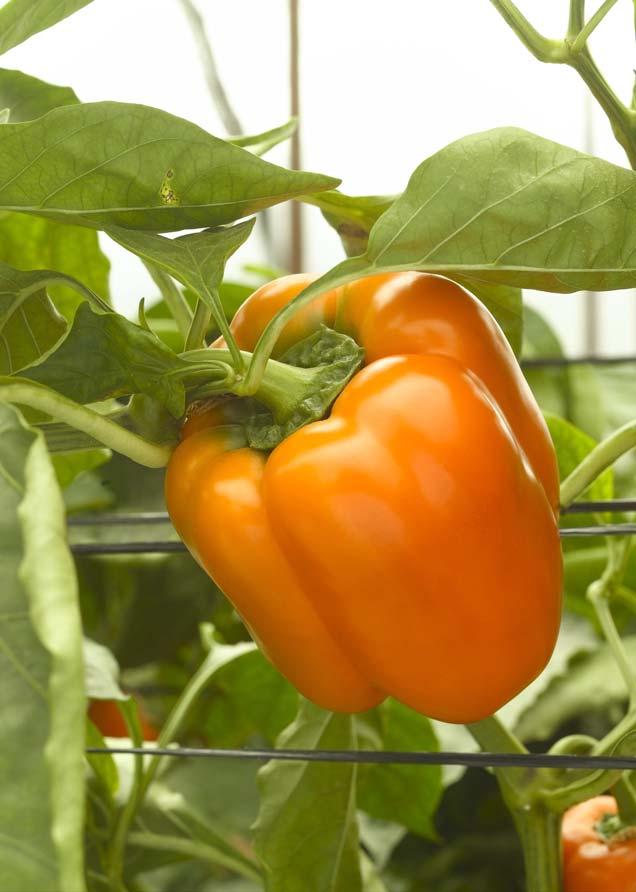 Peppers Orange Peppers Blocky Peppers Fanta Fruit shape: Blocky Orange blocky pepper for growing in greenhouses or in net-houses. Strong plant, with short internodes, high yield.