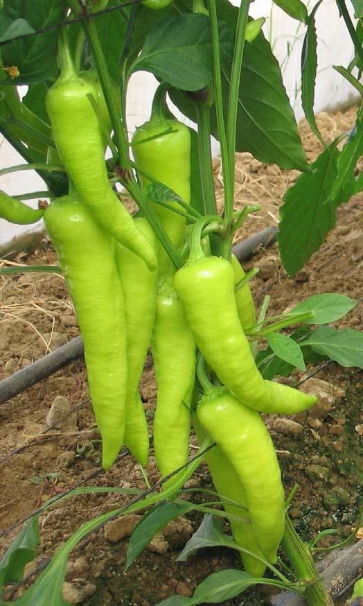Peppers Hot Peppers Shifka Shushka Sami Firefly Fruit shape: Short-conical Special small hot pepper for growing in open-field or net-houses. Plant with short internodes and open plant habit.