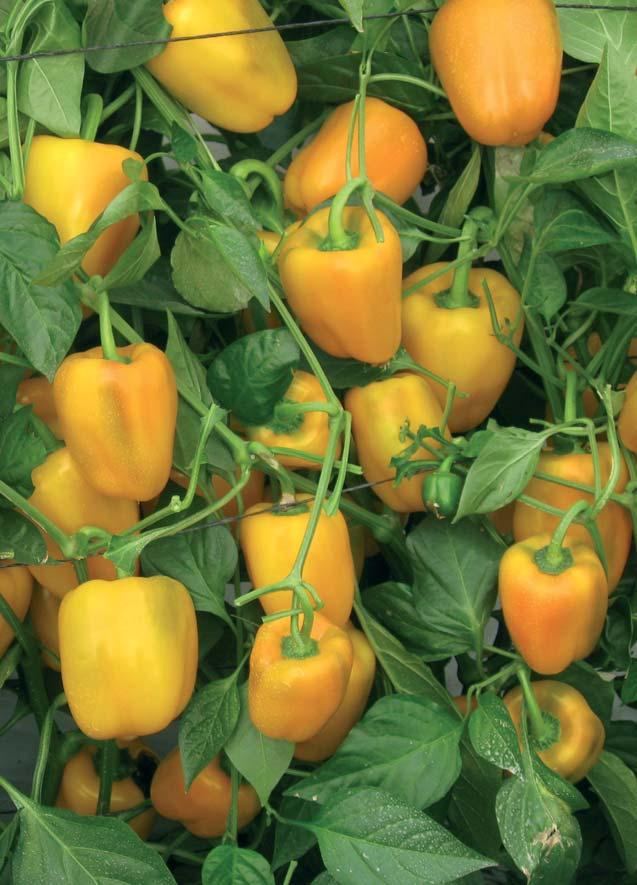 Peppers Special Peppers Mini Peppers Redsito Fruit shape: Mini-blocky Red mini blocky pepper for growing in greenhouses or in nethouses.