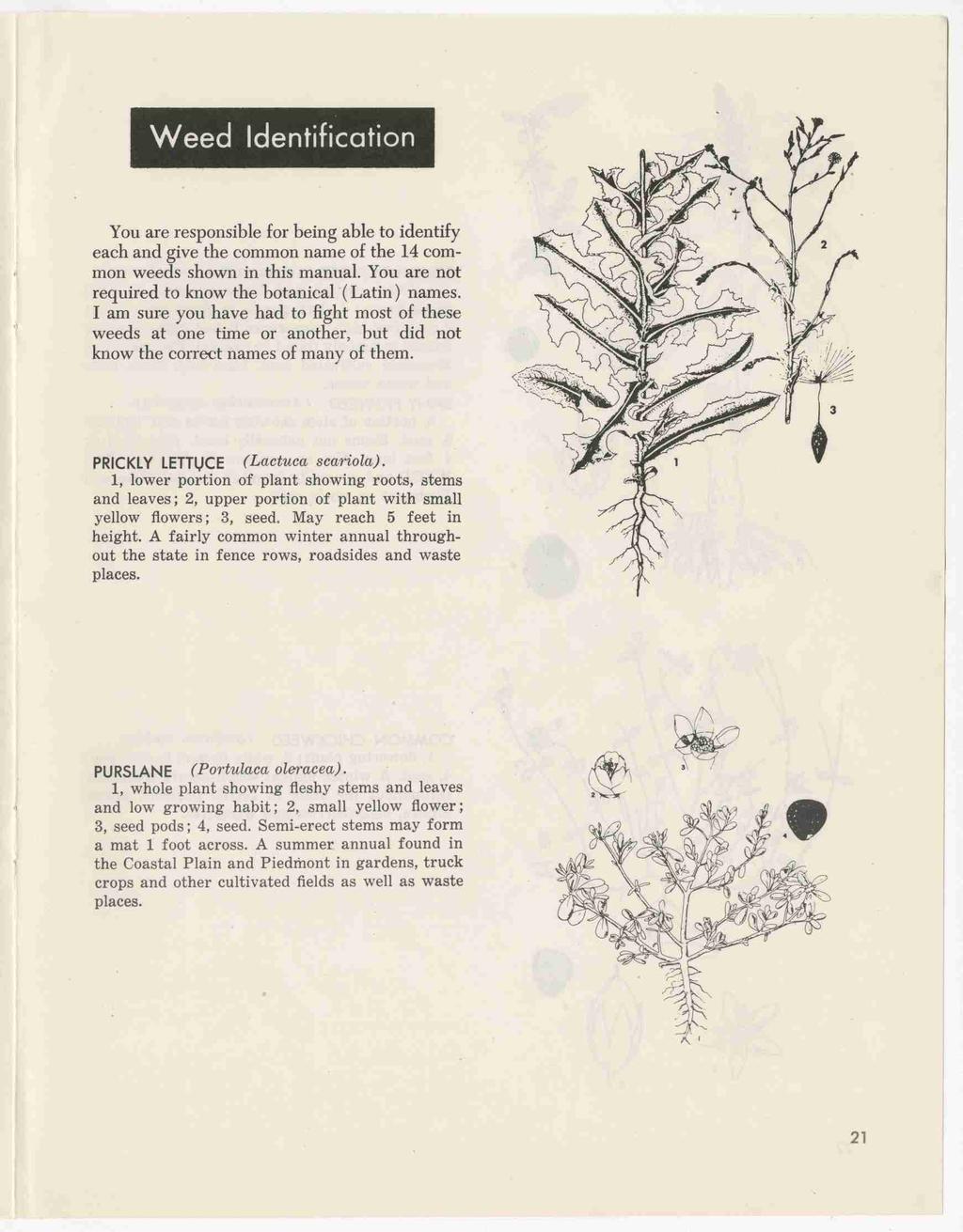 Weed Identification You are responsible for being able to identify each and give the common name of the 14 common weeds shown in this manual. You are not required to know the botanical (Latin) names.