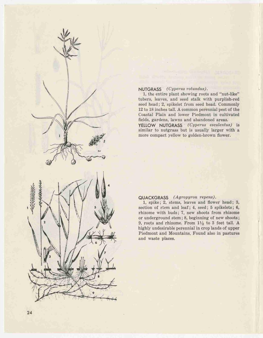 \ )) NUTGRASS (Cypems rotundus).. 1, the entire plant showing roots and nut-like / tubers, leaves, and seed stalk with purplish-red seed head; 2, spikelet from seed head.