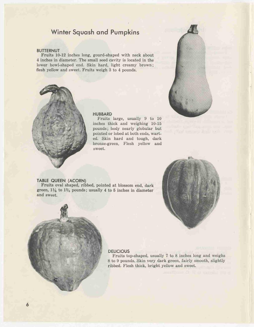 Winter Squash and Pumpkins 1 BUTTERNUT Fruits 10-12 inches long, gourd-shaped with neck about 4 inches in diameter; The small seed cavity is located in the lower bowl-shaped end.
