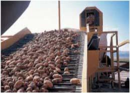 htm Manitoba Canada potato storage structures and management http://www.gov.mb.ca/agriculture/crops/potatoes/bda04s06.html Global potato news http://www.