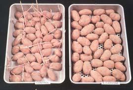 Potato Dormancy Sprouting is undesirable: Higher weight loss Texture changes Compositional changes Natural dormancy