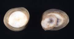 heart vascular tissue turns black and tubers leak when thawed internal black spots due to bruising; can cause shatter in some potatoes minimize exposure to light