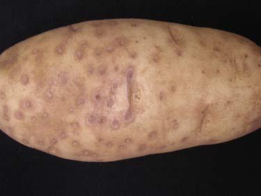Potato Diseases Disease Causal Agent Symptoms Dry rot Soft rot Leak Late blight Ring rot Fusarium spp.