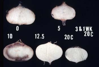 Parsnip Jicama Garlic Turnip Potato Chilling insensitive roots: 0 5 C