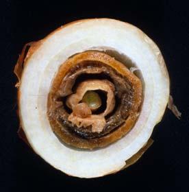 Sour Skin Pseudomonas (Burkholderia) cepacia Bacterial soft rot Erwinia carotovora & other species Attributes Storing Ability Onion Handling and Storage Attributes