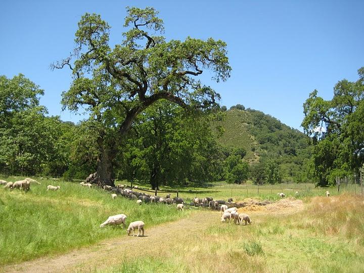 VALUE OF MENDOCINO COUNTY AGRICULTURE 1999-2009 140000000 120000000 100000000 80000000 60000000 40000000 20000000 0 1999 2000 2001 2002 2003 2004 2005 2006 2007 2008 2009 (EXCLUDING TIMBER) 2009