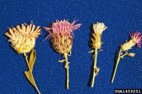 ca This is a Species in Saskatchewan please report KNAPWEED FLOWER COMPARISON Russian Knapweed far left; Spotted Knapweed center left; Diffuse Knapweed center right; Squarrose Knapweed far right