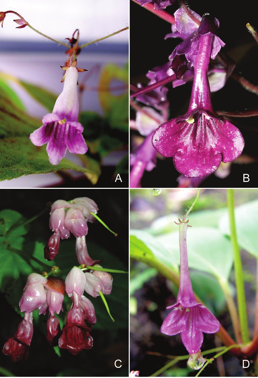 Didymocarpus in Thailand 199 Fig. 2. A. Didymocarpus dongrakensis B.L.Burtt. B. D. epithemoides B.L.Burtt. C. D. inflatus J.