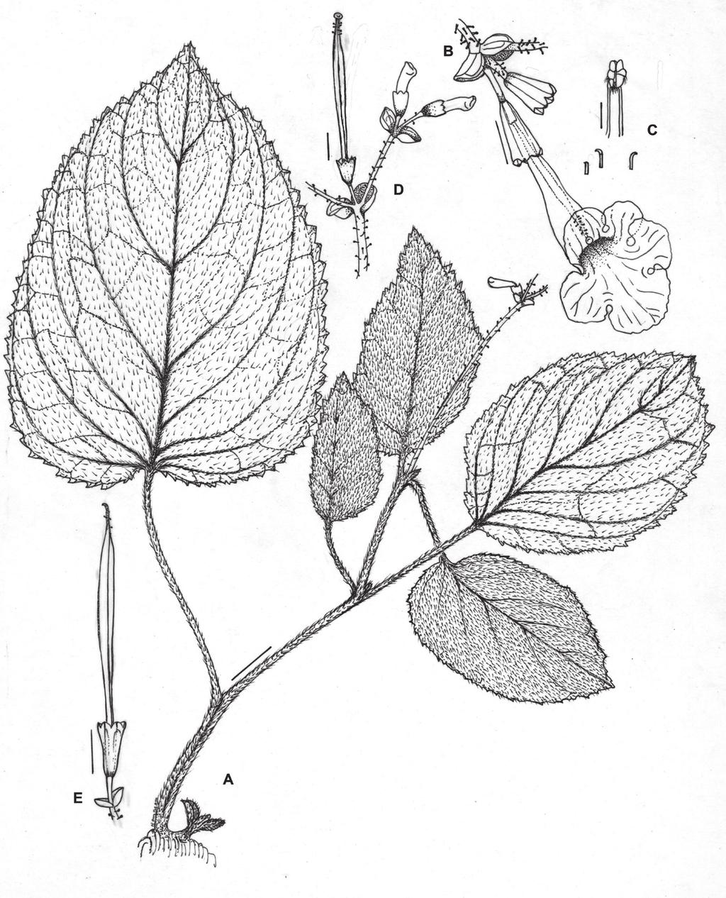 200 Gard. Bull. Singapore 65(2) 2013 Fig. 3. Didymocarpus epithemoides B.L.Burtt. A. Habit. B. Inflorescence. C. Stamens and staminodes. D. Ovary. E. Capsule.