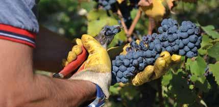 The Chionetti winery seeks to combine an environmental friendly vine cultivation respecting