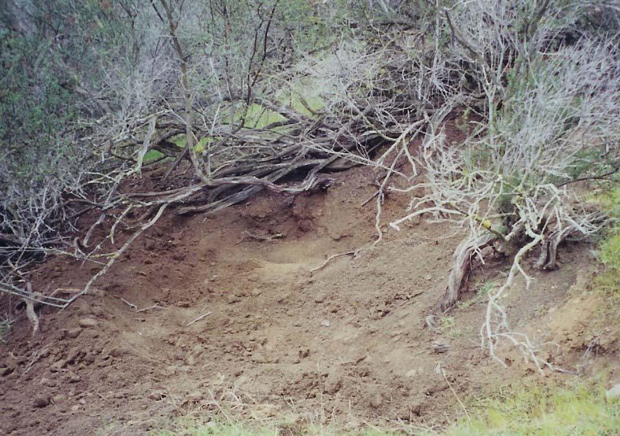 Wild pig snoozing/nest area excavated under chamise.
