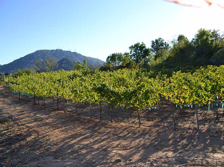 THE RAMONA AVA The Ramona Valley AVA is an American Viticultural Area located 28 miles (45 km) northeast of the city of San Diego in San Diego County, California centered on the city of Ramona.