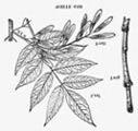 3. WHITE ASH Fraxinus americana Linnaeus White ash is a valuable and rapid-growing tree in the woodlots of New York State.