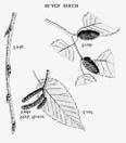 8. BLACK BIRCH cherry birch, sweet birch Betula lenta Linnaeus Black birch yields a variety of useful products.