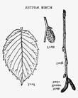 11. YELLOW BIRCH silver birch Betula alleghaniensis Britton Yellow birch is an important and prominent timber tree of New York State.