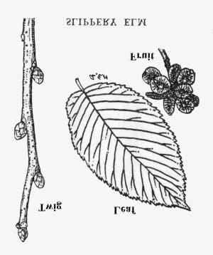 20. BALSAM FIR Abies balsamea (Linnaeus) Miller Balsam fir is a medium-sized forest tree generally distributed in deep, cold swamps throughout the state.