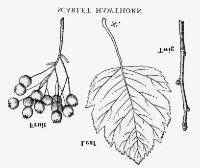 in winter. Distinguishing features - stiff thorns, 1 1/2 to 2 inches long; berry-like fruit, usually red. 22.