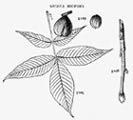 24. PIGNUT HICKORY pignut, brown hickory Carya glabra (Miller) Sweet Pignut hickory is a fair-sized, upland species preferring dry ridges and hillsides throughout the state, except in the Adirondack