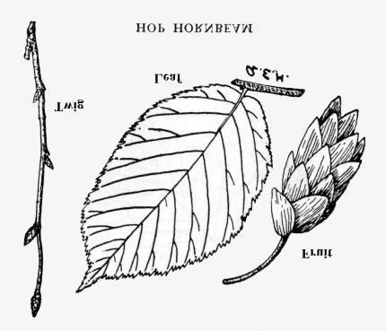 26. AMERICAN HOPHORNBEAM ironwood Ostrya virginiana (Miller) Koch American hophornbeam is closely related to the American hornbeam and is rather generally distributed throughout New York State on