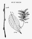 27. AMERICAN HORNBEAM blue-beech, ironwood, water beech Carpinus caroliniana Walter American hornbeam is a small-sized, bushy tree, found frequently along watercourses and the edges of swamps