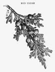42. EASTERN REDCEDAR Juniperus virginiana Linnaeus Eastern redcedar, a small-sized, slow-growing forest tree, is common to the poor, dry soils of the lower Hudson and Mohawk Valleys, is not common in