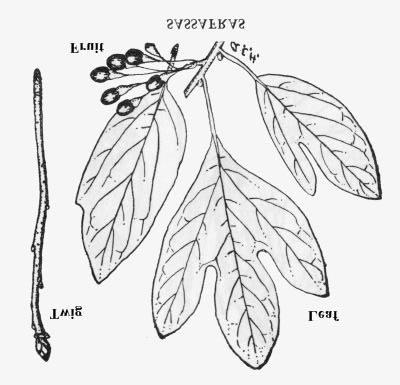 43. SASSAFRAS Sassafras albidum (Nuttall) Nees Sassafras is a small to medium-sized, shade-intolerant tree, best known, perhaps, for its bark and root which have long been used for making sassafras