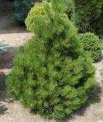 Pinus heldreichii 'Malinki' (P. leucodermis 'Malinki') A tree with a conical habit, dense, regular, annual increments approximately 15 cm.