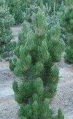 Pine very resistant to harsh conditions, grows well in an urban environment. Recommended for home gardens, planting container assemblies, urban plantings, planted singly or in groups.