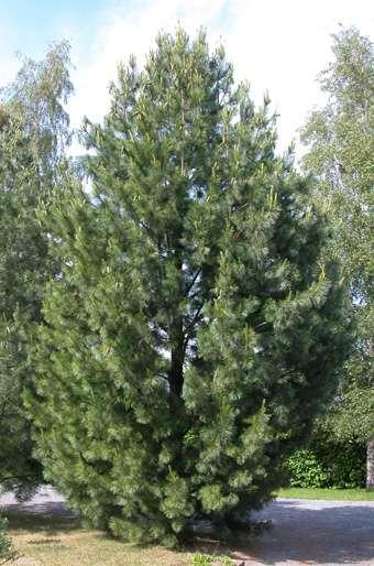 Pinus peuce Pine rumelijska belongs to the species of coniferous trees of the pine family (Pinaceae). It comes from the areas of the Balkans (Bulgaria, Albania, Macedonia, northern Greece).