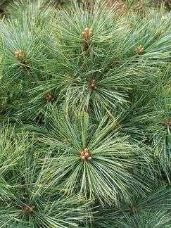 Pinus strobus 'Radiata' Dwarf variety of spherical, slightly flattened conformation, crown dense, dense. It grows slowly - after 10 years grows to about 1 m in height. Often grafted on the trunk.