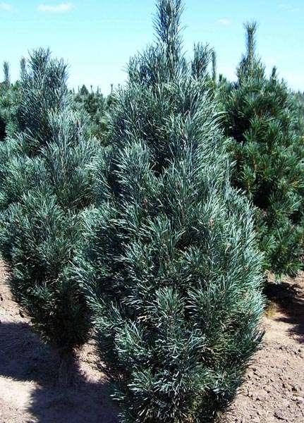 Pinus sylvestris 'Fastigiata' Variety of Scots pine with narrow columnar habit,