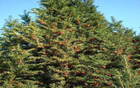 Taxus baccata Tree or large shrub, relatively slow-growing, with a broad conical habit.