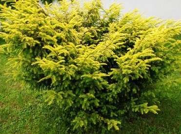 Taxus baccata 'Elegantissima' Shrub grows to about 2.5 m high and 3.5 m wide growing approximately 10 cm per year. Needles green-yellow autumn fading. Arils red, ripening in September.