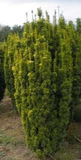 Taxus baccata 'Fastigiata' Shrub columnar habit. Young plants have a very narrow habit, seniors are much wider, more dense and compact.