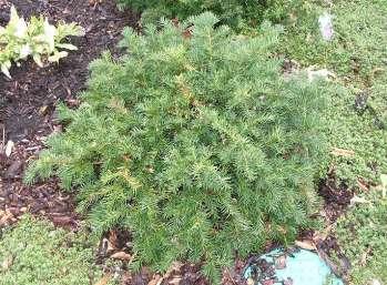 Taxus baccata 'Repandens' Shrub growing up to 0.6 m high and 3 m wide, slow-growing - about 8 cm per year, dense, dark green needles.