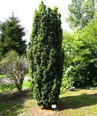 Taxus baccata (media) 'Wojtek' Slow-growing shrub growing approximately 10 cm per year with a compact, narrowly columnar habit and dark green