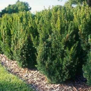 Taxus media 'Hicksii' Shrub from 1 to 5 m high and 3 m wide growing about 15 cm per year with upright branches at the top. Needles to 3 cm long, dark green.