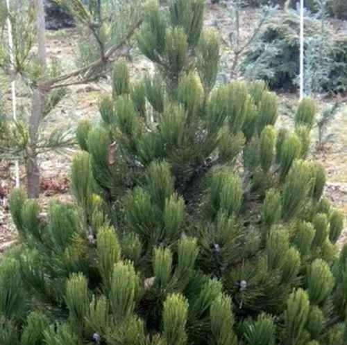 High resistance to frost (like other varieties of pine Bosnian). After 10 years, the diameter of the sphere will fluctuate in the range of 30 cm.