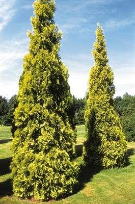 Thuja occidentalis 'Aurescens' The tree grows up to 10 m in height increments above 15 cm per year columnar habit and