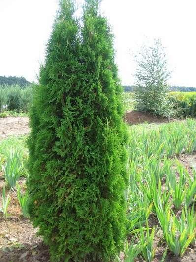 Thuja occidentalis 'Fastigiata' Tree fast-growing columnar habit, dense, dark green foliage, grows up to 12 m high annual increments of about 30 cm.