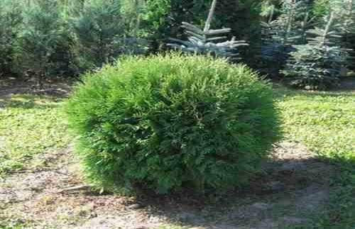 Thuja occidentali Dwarf form of multi-shoots, spherical and compact growing up to 0.