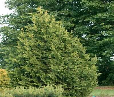 Thuja occidentalis 'Spiralis' Tree habit loose, narrowly conical grows up to about 10 m in height
