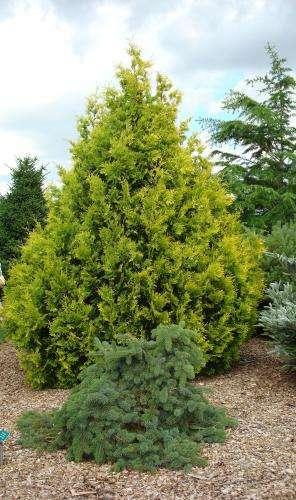 Thuja occidentalis 'Sunkist' A compact shrub with narrow pyramidal habit grows to about 4 m high annual increments of about 10 cm.