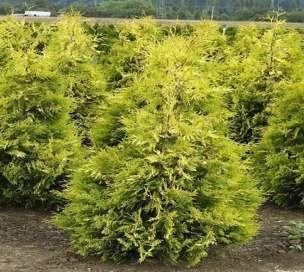 Thuja occidentalis 'Yellow Ribbon' Tree of columnar habit increments above 15 cm per year with an intense golden-yellow foliage