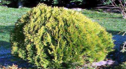 Thuja orientalis 'Aurea Nana' Shrub multi-shoots, slow-growing, growing about 6 cm per year with an intense goldenyellow color.