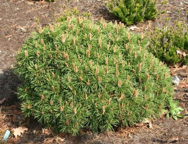 Pinus mugo 'Benjamin' Dwarf shrub with dense spherical, regular habit, reaching about 0.8 m high - annual growth of approximately 3 cm.